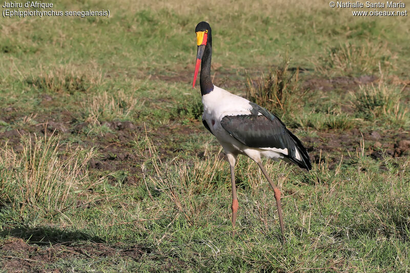 Saddle-billed Stork female adult, identification, habitat, walking