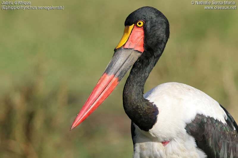 Saddle-billed Stork female adult, identification, close-up portrait