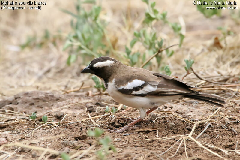 White-browed Sparrow-Weaveradult, identification, habitat, Behaviour