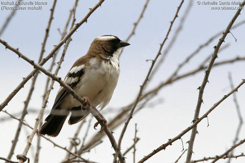 White-browed Sparrow-Weaveradult, identification, habitat