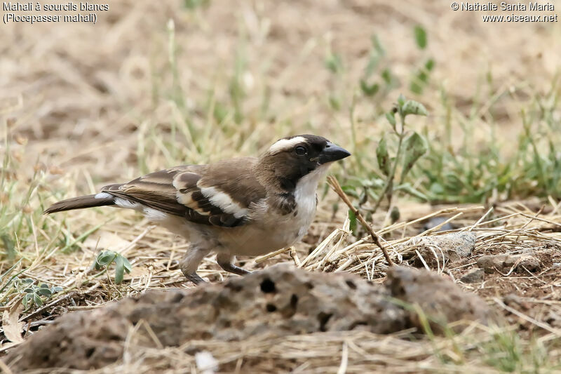 White-browed Sparrow-Weaveradult, identification, habitat, Behaviour