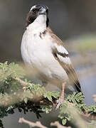 White-browed Sparrow-Weaver