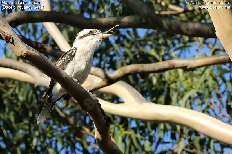Laughing Kookaburraadult, identification, feeding habits