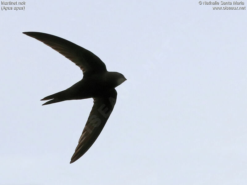 Common Swiftadult, Flight