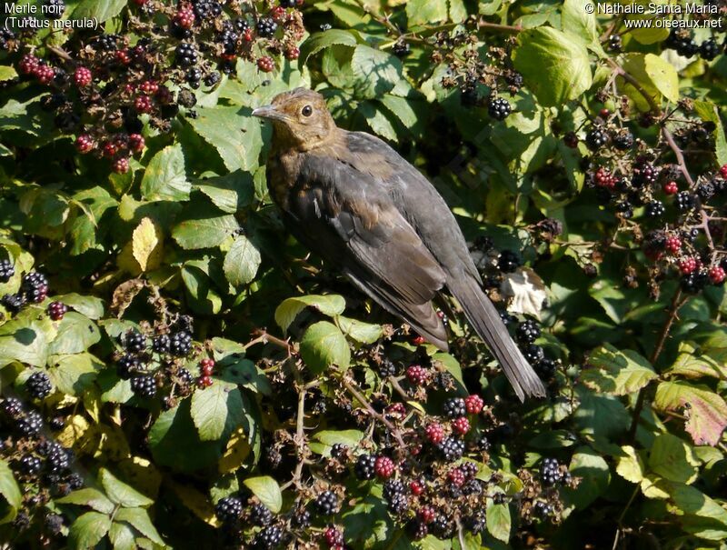 Common Blackbirdjuvenile, identification, feeding habits