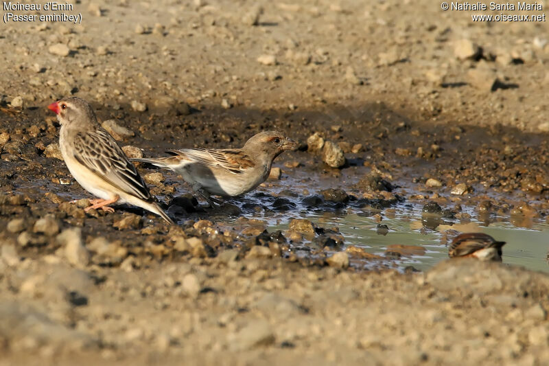 Chestnut Sparrow female, identification, habitat, drinks