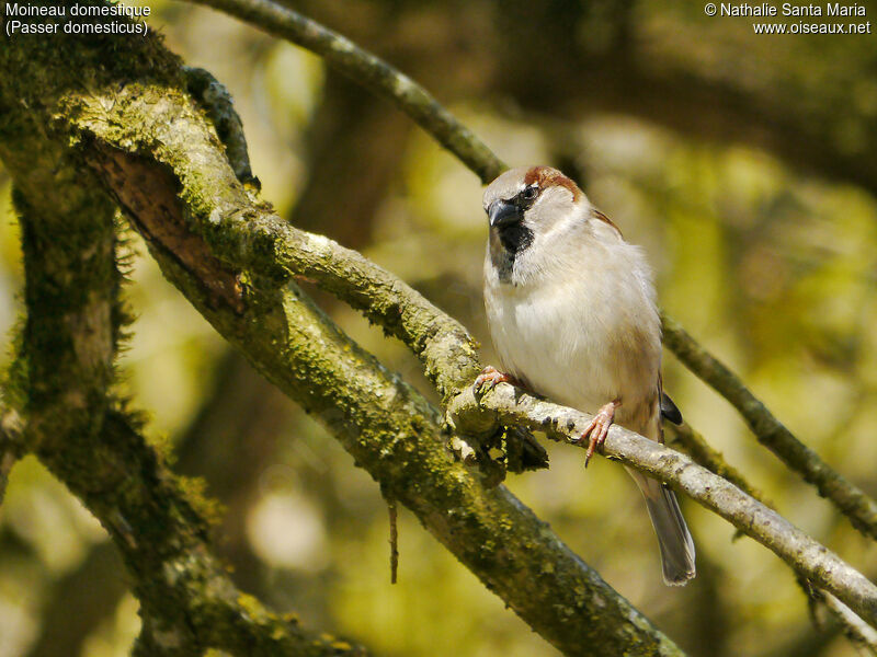 House Sparrow male adult breeding, identification, habitat, Behaviour