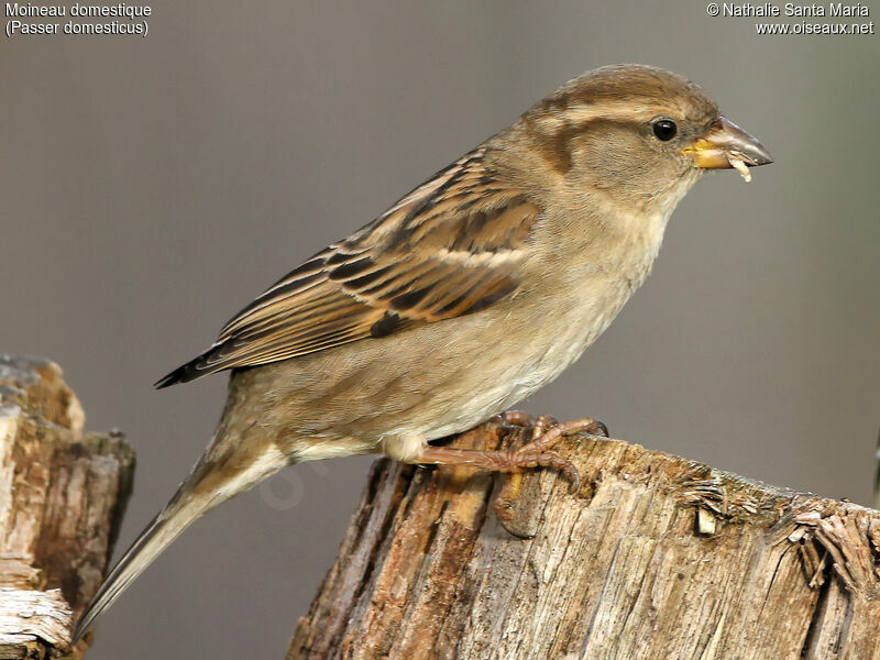 House Sparrow female adult, identification, eats, Behaviour