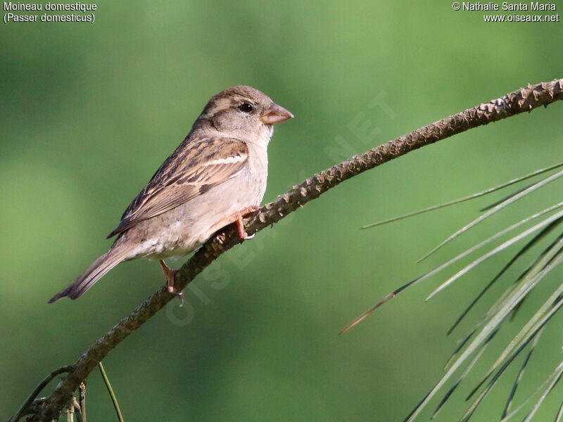House Sparrowjuvenile, identification, Behaviour