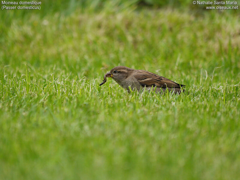 House Sparrow female adult, identification, feeding habits, Behaviour