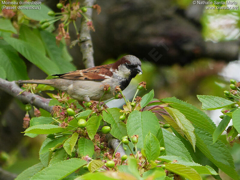 House Sparrow male adult breeding, identification, feeding habits, Behaviour