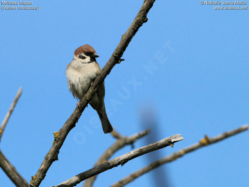 Eurasian Tree Sparrowadult, identification, habitat, Behaviour