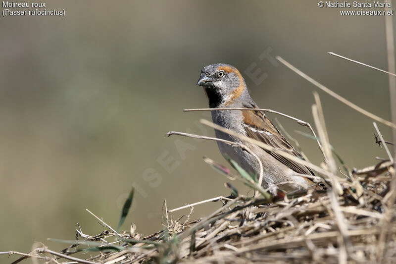Kenya Sparrow male adult breeding, identification, habitat