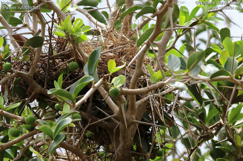 Kenya Sparrow, habitat, Reproduction-nesting
