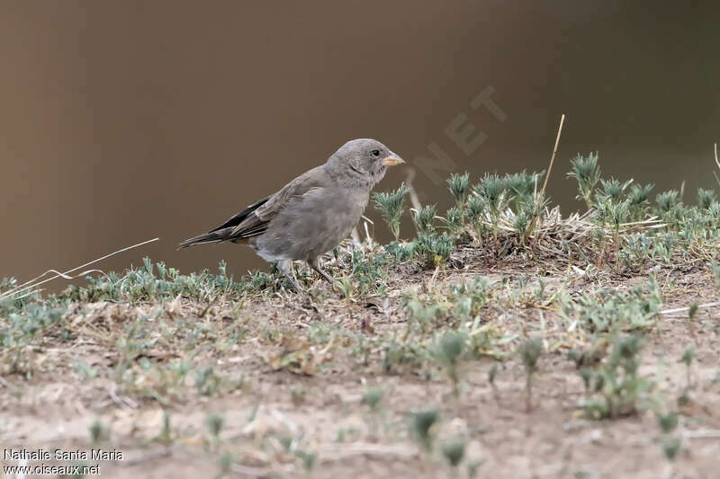 Swahili Sparrowjuvenile, identification, eats
