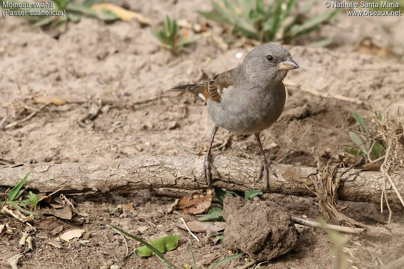 Swahili Sparrowimmature, identification, habitat