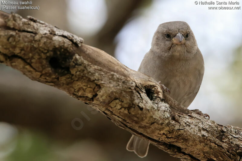 Swahili Sparrowimmature, identification, Behaviour