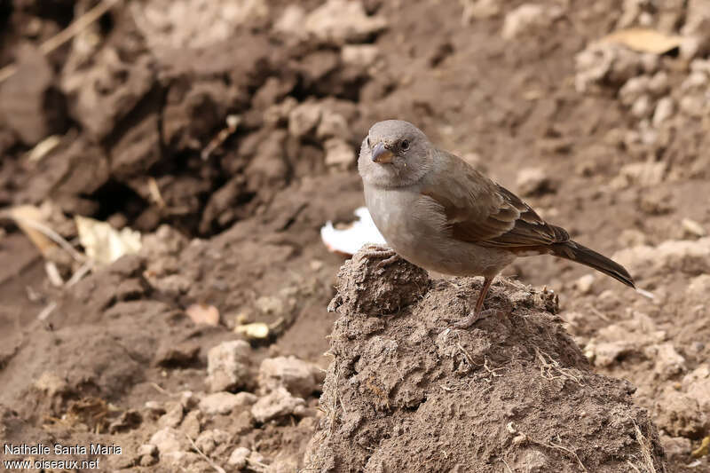 Swahili Sparrowimmature, identification