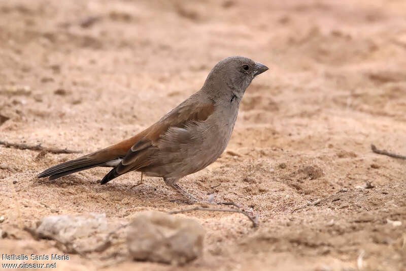 Swahili Sparrowadult, identification