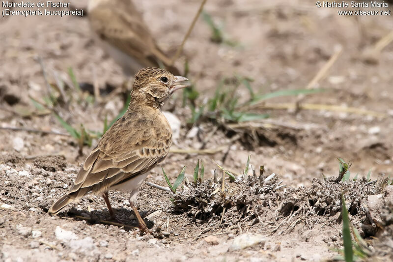 Fischer's Sparrow-Lark female adult, identification, habitat