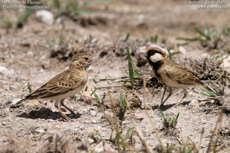 Fischer's Sparrow-Larkadult, habitat, courting display