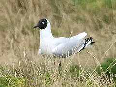 Andean Gull