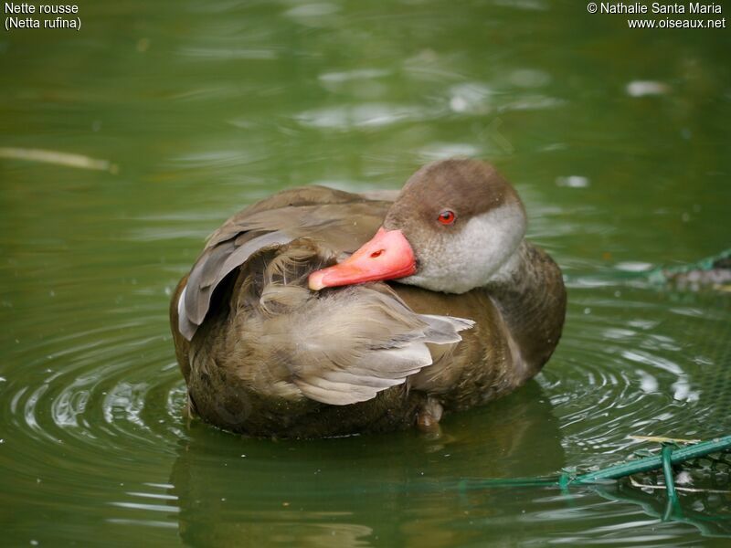 Red-crested Pochard male adult post breeding, identification, care