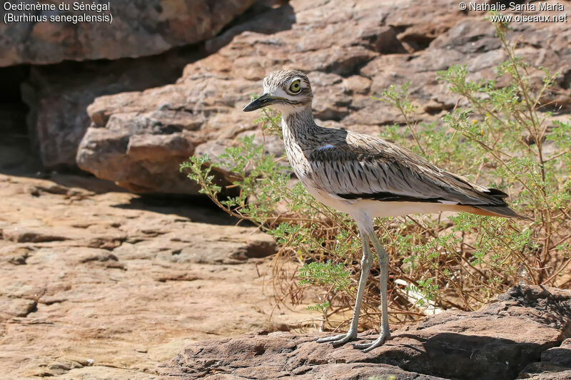 Senegal Thick-kneeadult, identification, habitat