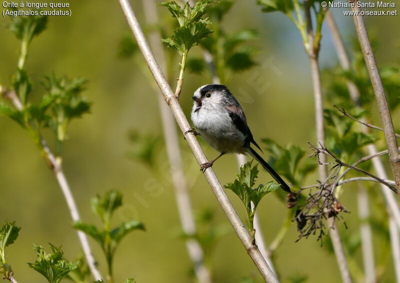 Long-tailed Tit male adult, identification, habitat, song