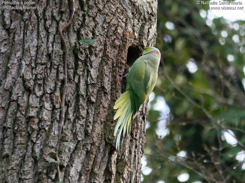 Rose-ringed Parakeet male adult, Reproduction-nesting