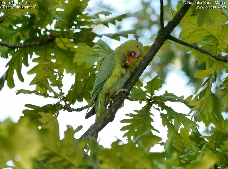Rose-ringed Parakeet female adult, feeding habits