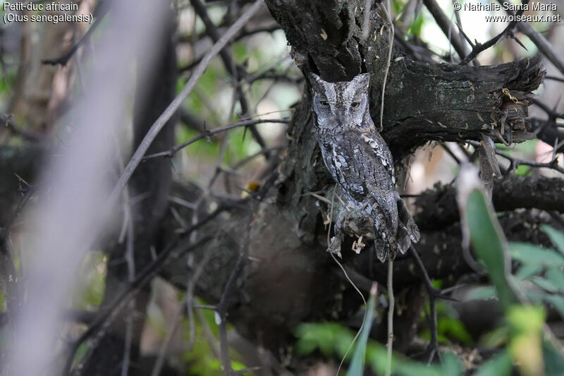 African Scops Owladult, identification, habitat, camouflage