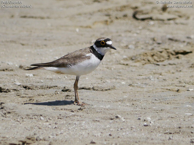 Little Ringed Plover male adult, identification, walking