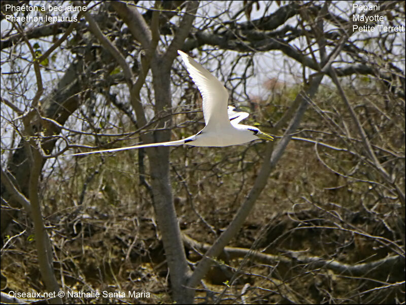 White-tailed Tropicbirdadult, Flight, Reproduction-nesting
