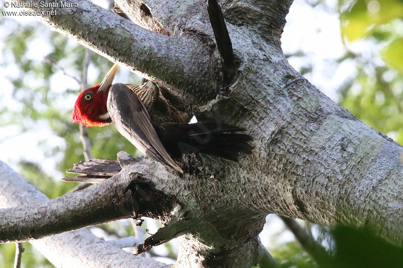 Pale-billed Woodpeckeradult, identification