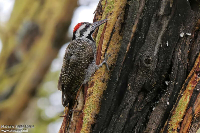 Bearded Woodpecker male adult, identification
