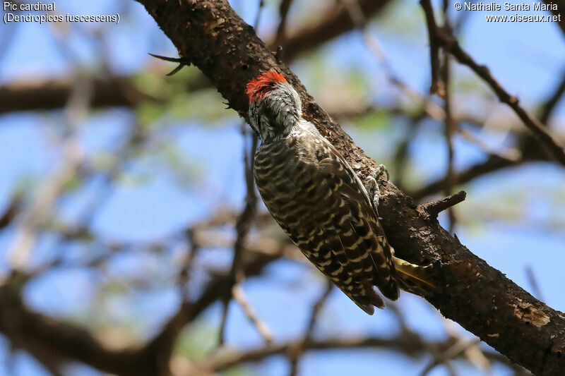 Cardinal Woodpecker male adult, identification, habitat