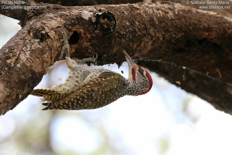 Nubian Woodpecker male adult, identification, clues