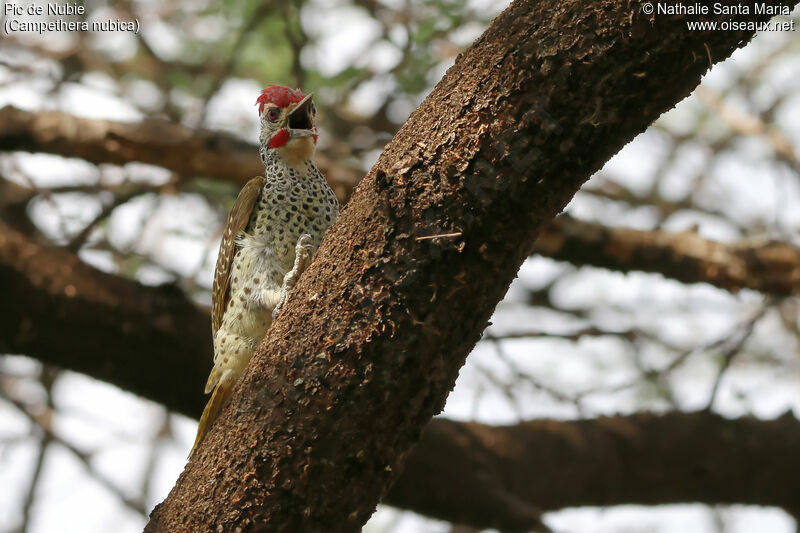Nubian Woodpecker male adult, identification, habitat, song