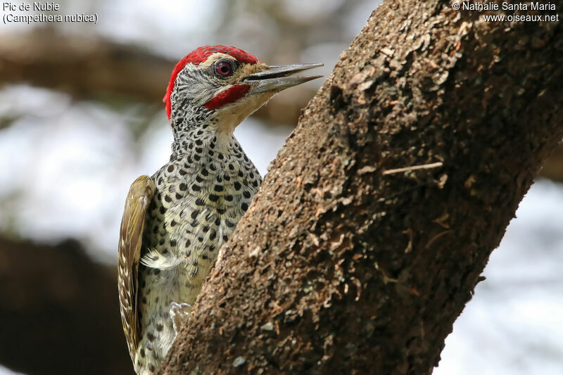 Nubian Woodpecker male adult, identification, Behaviour