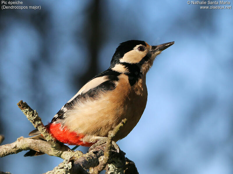 Great Spotted Woodpecker female adult, identification, Behaviour