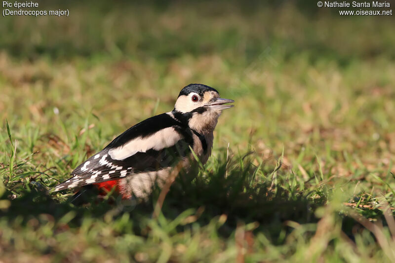Great Spotted Woodpecker female adult, identification, habitat