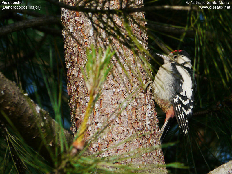 Great Spotted Woodpecker male juvenile, identification, habitat, Behaviour