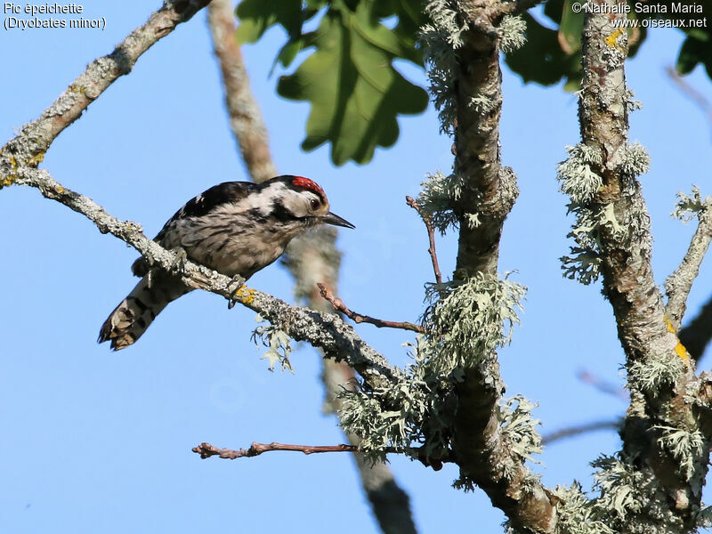 Lesser Spotted Woodpecker male adult, identification, habitat, Behaviour