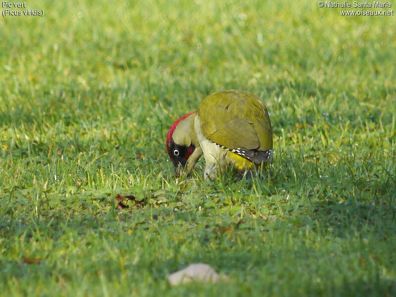European Green Woodpeckeradult, feeding habits