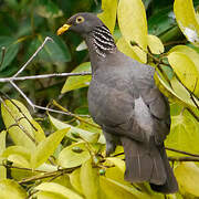Comoros Olive Pigeon