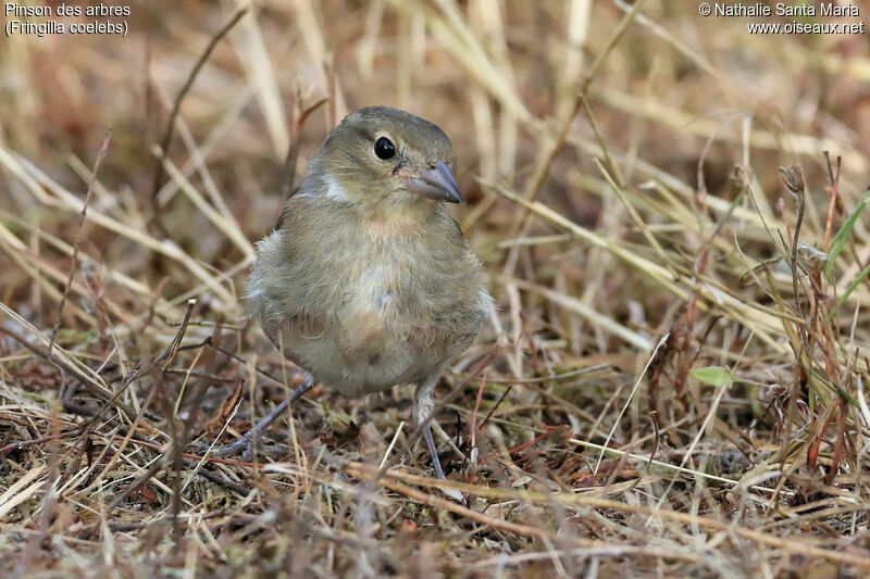 Common Chaffinchjuvenile, identification, habitat, walking, Behaviour