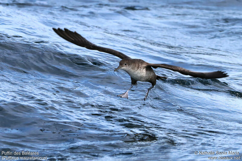 Balearic Shearwateradult, identification, habitat, Flight, Behaviour