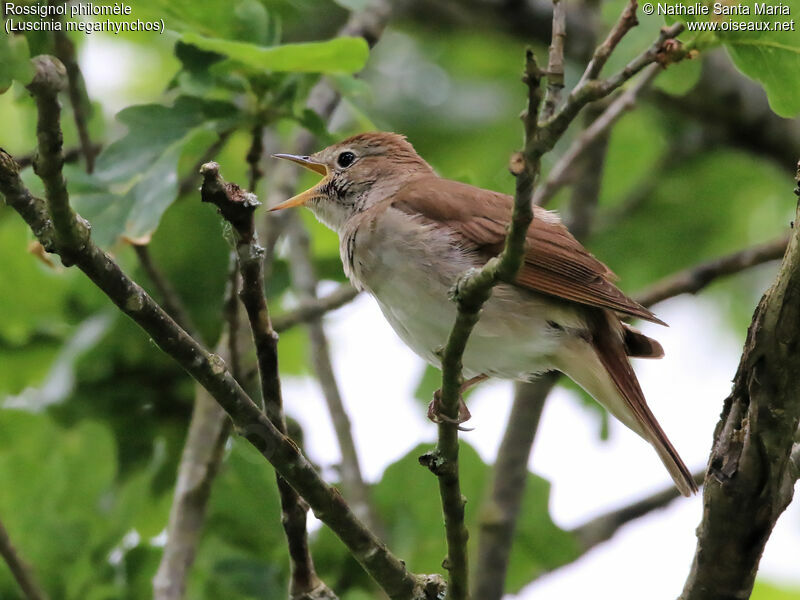Common Nightingale male adult, identification, habitat, song