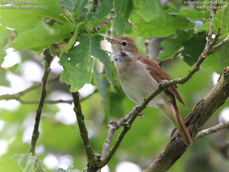 Common Nightingale male adult, identification, habitat, song, Behaviour